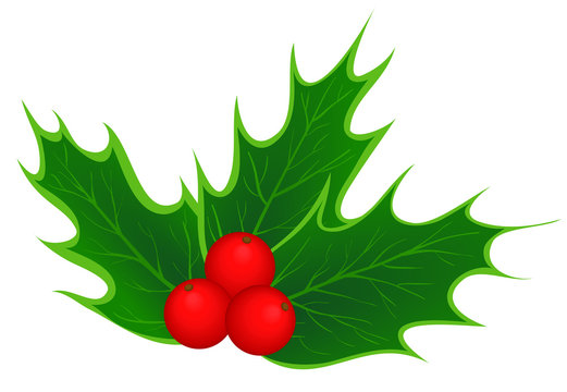 traditional Christmas holly leaves and berries