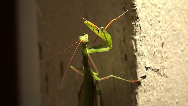 Hunting Praying mantis at night