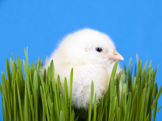 Küken sitzt im Gras