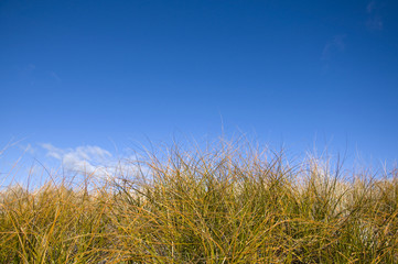 Fototapeta premium Clear blue sky