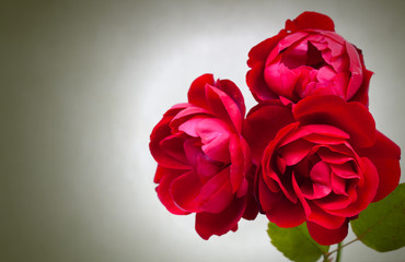 Three garden red roses