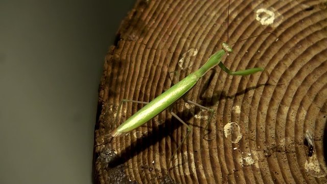 Hunting Praying mantis at night