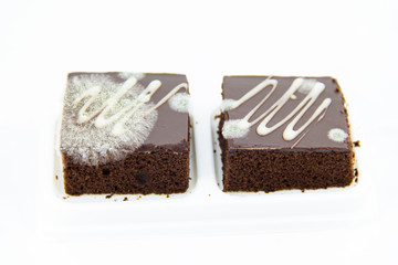 fungus on chocolate brownie