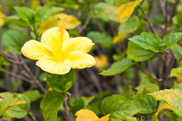 yellow chinese rose in garden