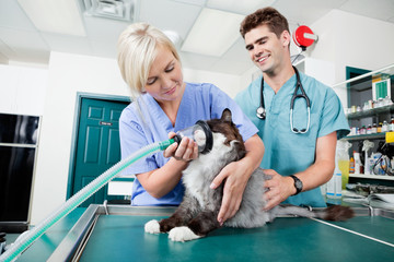 Vet Surgery Preparation