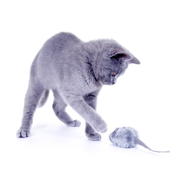 Junge Karth&auml;user Katze spielt mit Stoffmaus