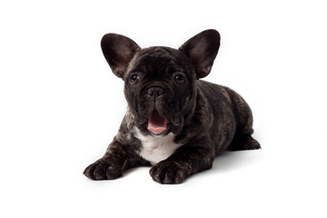 französische bulldoge müde