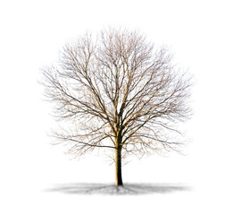 Arbre sans feuilles sur fond blanc