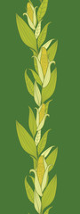 Vector corn plants vertical seamless pattern ornament background