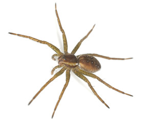Raft spider, dolomedes fimbriatus isolated on white background
