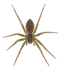 Raft spider, dolomedes fimbriatus isolated on white background