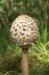 Parasol mushroom in the forest