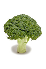 A Healthy Stalk of Broccoli That is Isolated on White