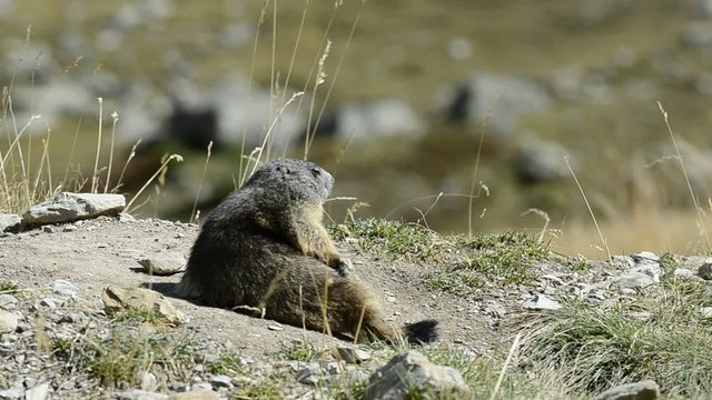 Murmeltier, marmota marmota