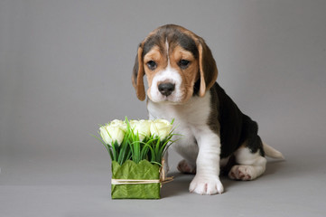 Puppy
