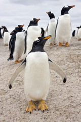 Obraz premium Gentoo Penguins (Pygoscelis papua) - Falkland Islands