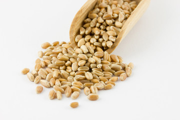 Wheat grains