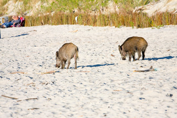 begging boars on the beach, Poland