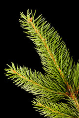 Fresh green fir branch isolated on black background