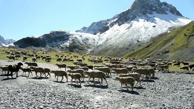 Schafherde in den franz&ouml;ischen Alpen