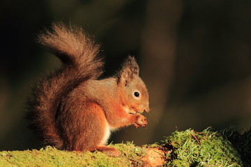 Red Squirrel (Sciurus vulgaris)