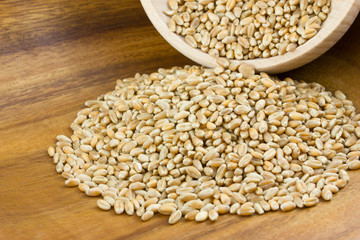 Wheat grains
