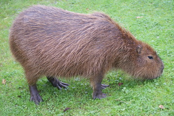 Capybara - Hydrochoerus hydrochaeris