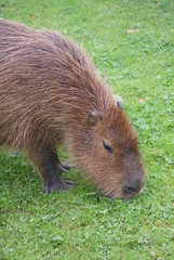 Capybara - Hydrochoerus hydrochaeris