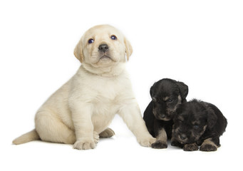Fototapeta premium Labrador Retriever and Miniature Schnauzer black puppies