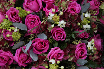 purple pink roses