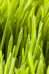 Fresh Green Organic Wheat Grass