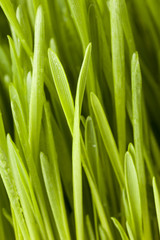 Fresh Green Organic Wheat Grass