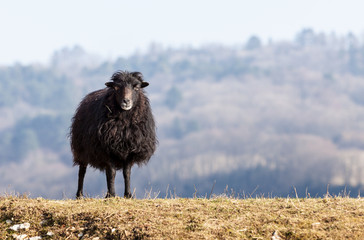 Obraz premium Black Domestic Sheep