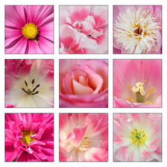 Collage of pink flowers