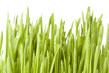 Fresh Green Organic Wheat Grass