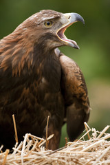 Golden Eagle - Scottish Highlands