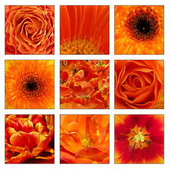 Collage of orange flowers