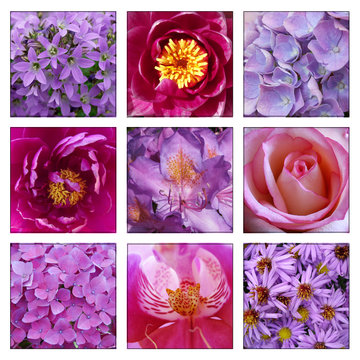 Fototapeta Collage of pink and purple flowers