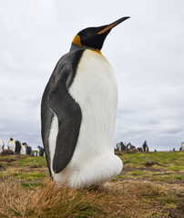 King Penguins - Falkland Islands