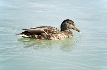 Wild duck on Lake Balaton ,Hungary