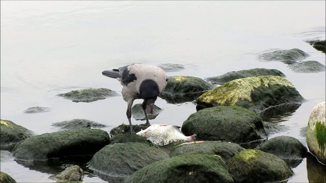 Bird eating fish at the seaside - Fisch fressender Vogel