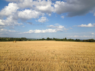 champ de blé coupé