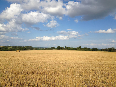 champ de bl&eacute; coup&eacute;