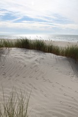 Möwenspuren Vogelspuren Dünen Strand Dänemark