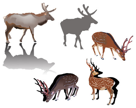color deers with shadows on white