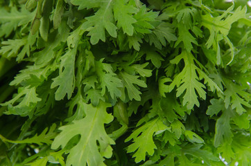 Garland chrysanthemum