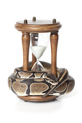 Snake with hourglass