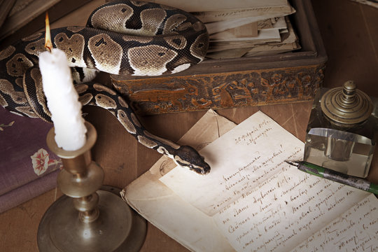 Vintage still life with snake and candle