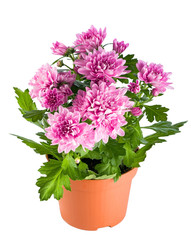 Chrysanthemum flowers in a flowerpot