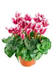 cyclamen flowerpot